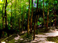 Endless Paths of Wild Park