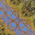 taproot