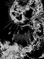 Inner Moon