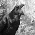 Raven Head