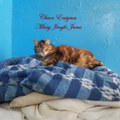 Missy Jingle Jams